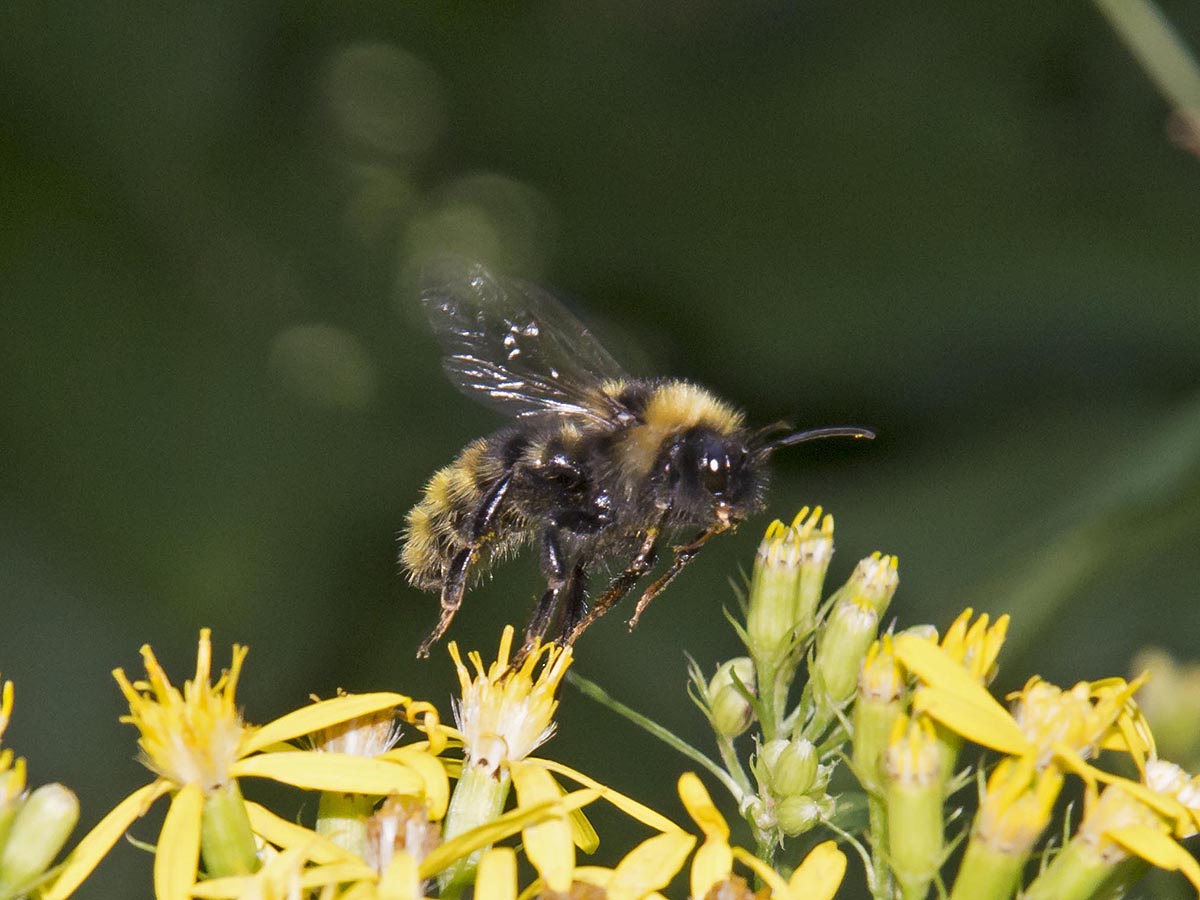 Bombus campestris